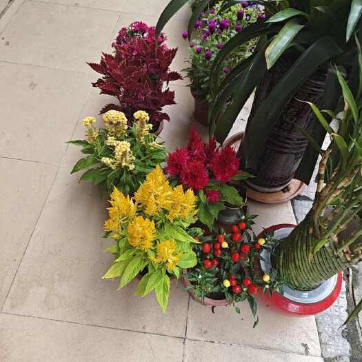 惠州家养花花草树木