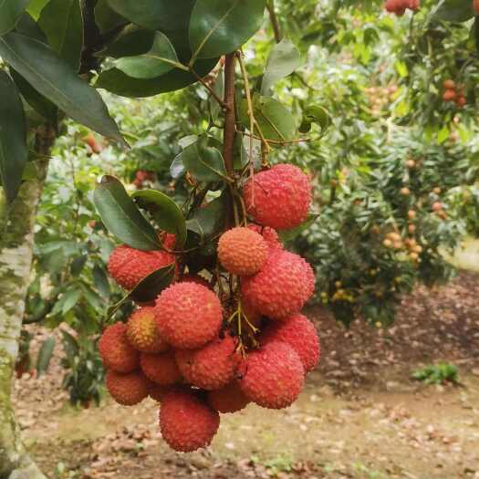 灵山县桂味