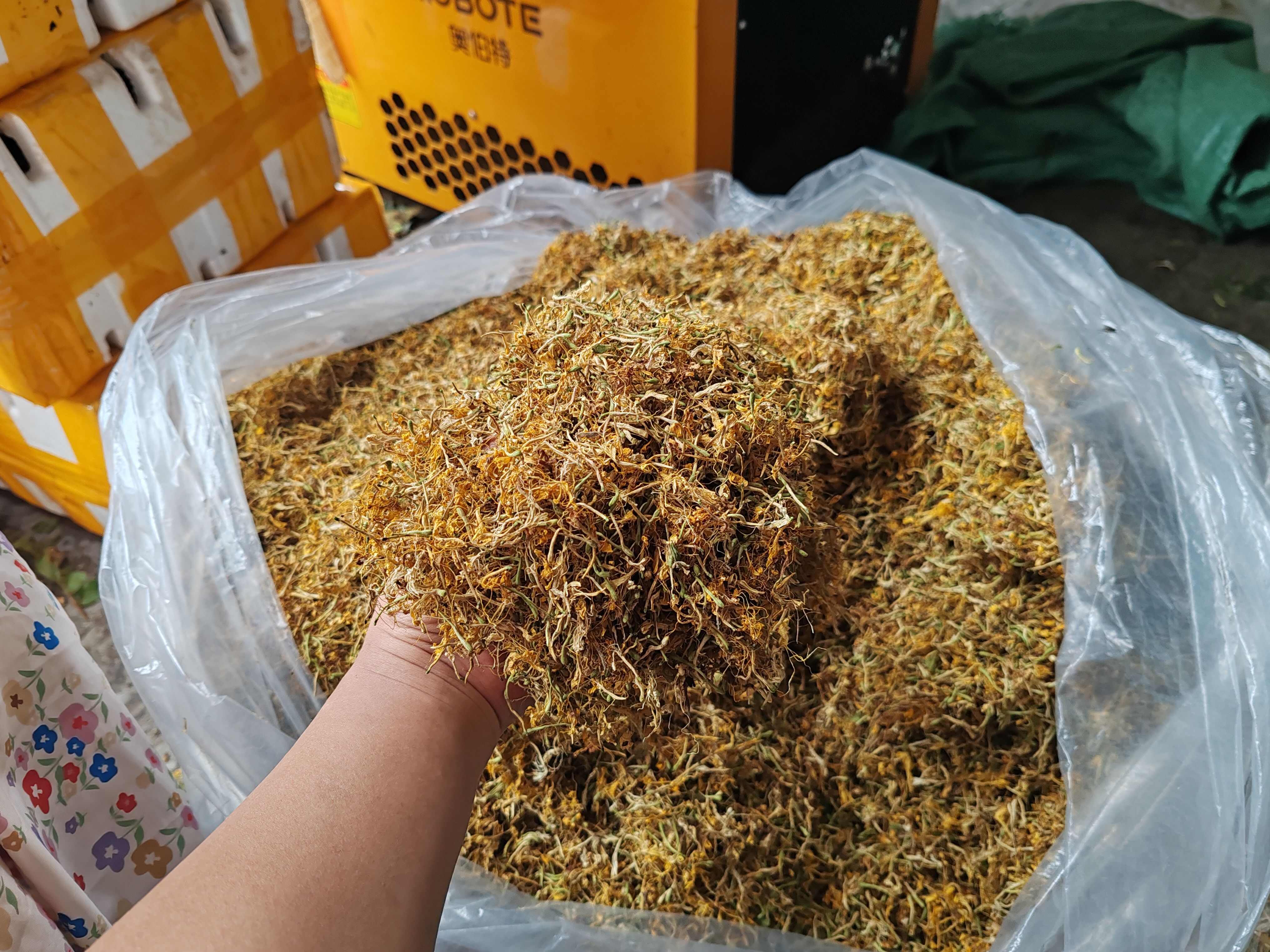 金银花纯花，颜色漂亮，花香扑鼻