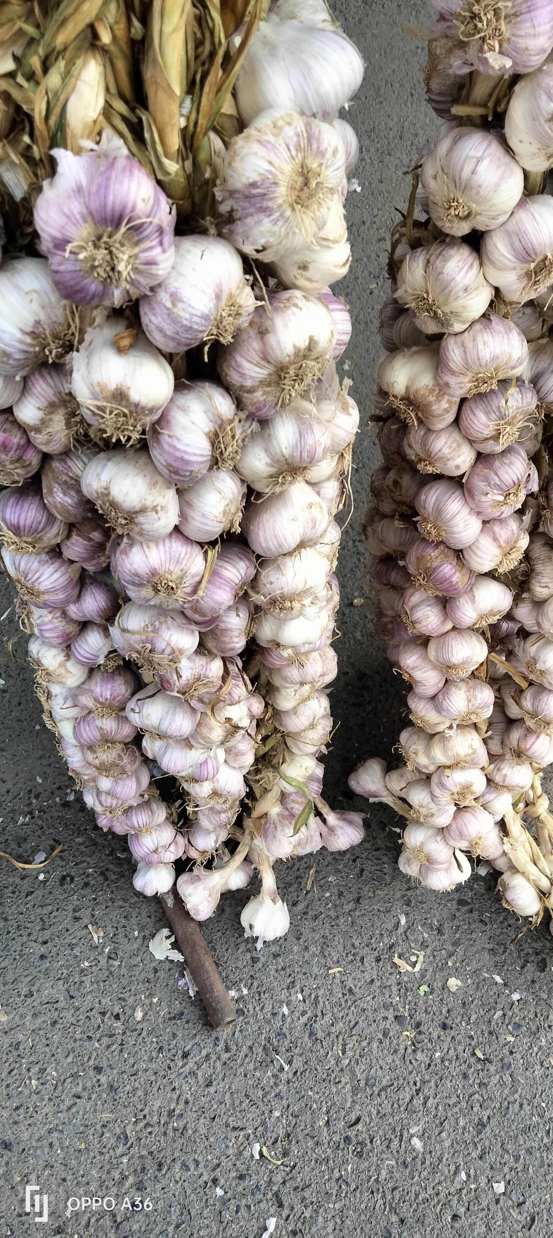 紫皮蒜