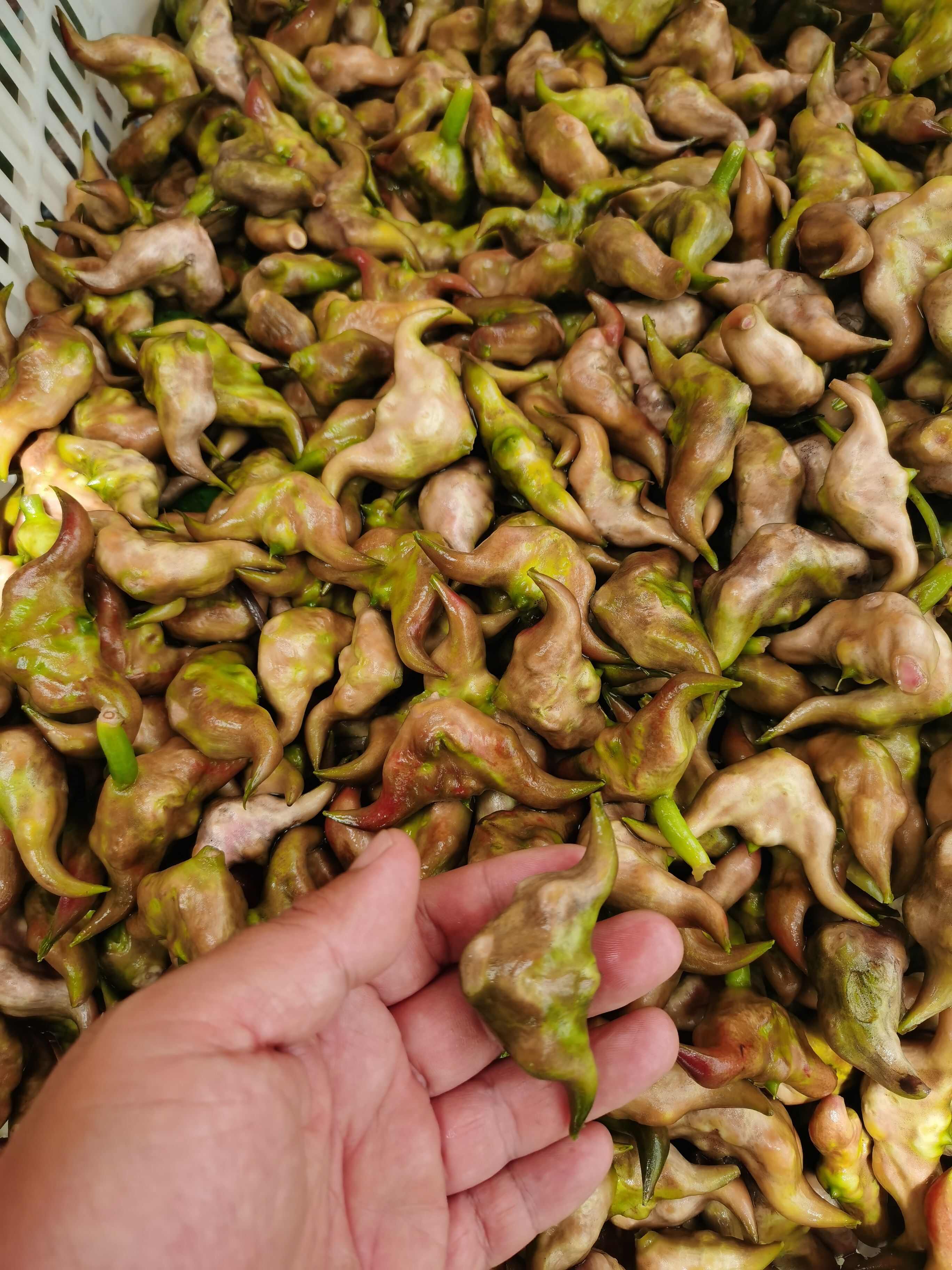 湖北嫩菱角，可以直接掰开当水果吃。