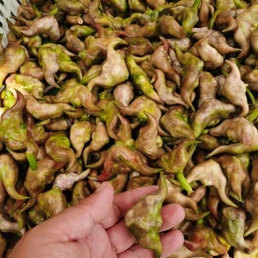仙桃市湖北嫩菱角，可以直接掰开当水果吃。