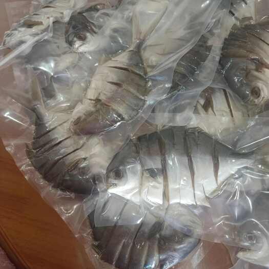 今日起得特早，金鲳鱼
