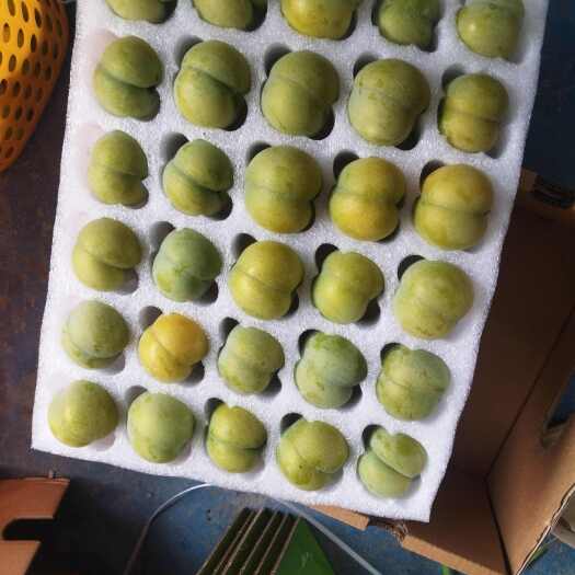 镇宁县蜂糖李
