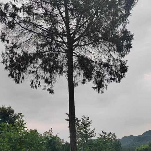 井研县柏树
