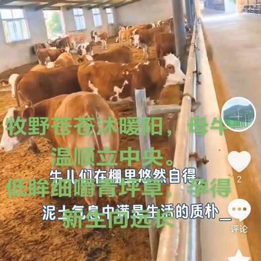 肥母牛，宰肉小母牛
