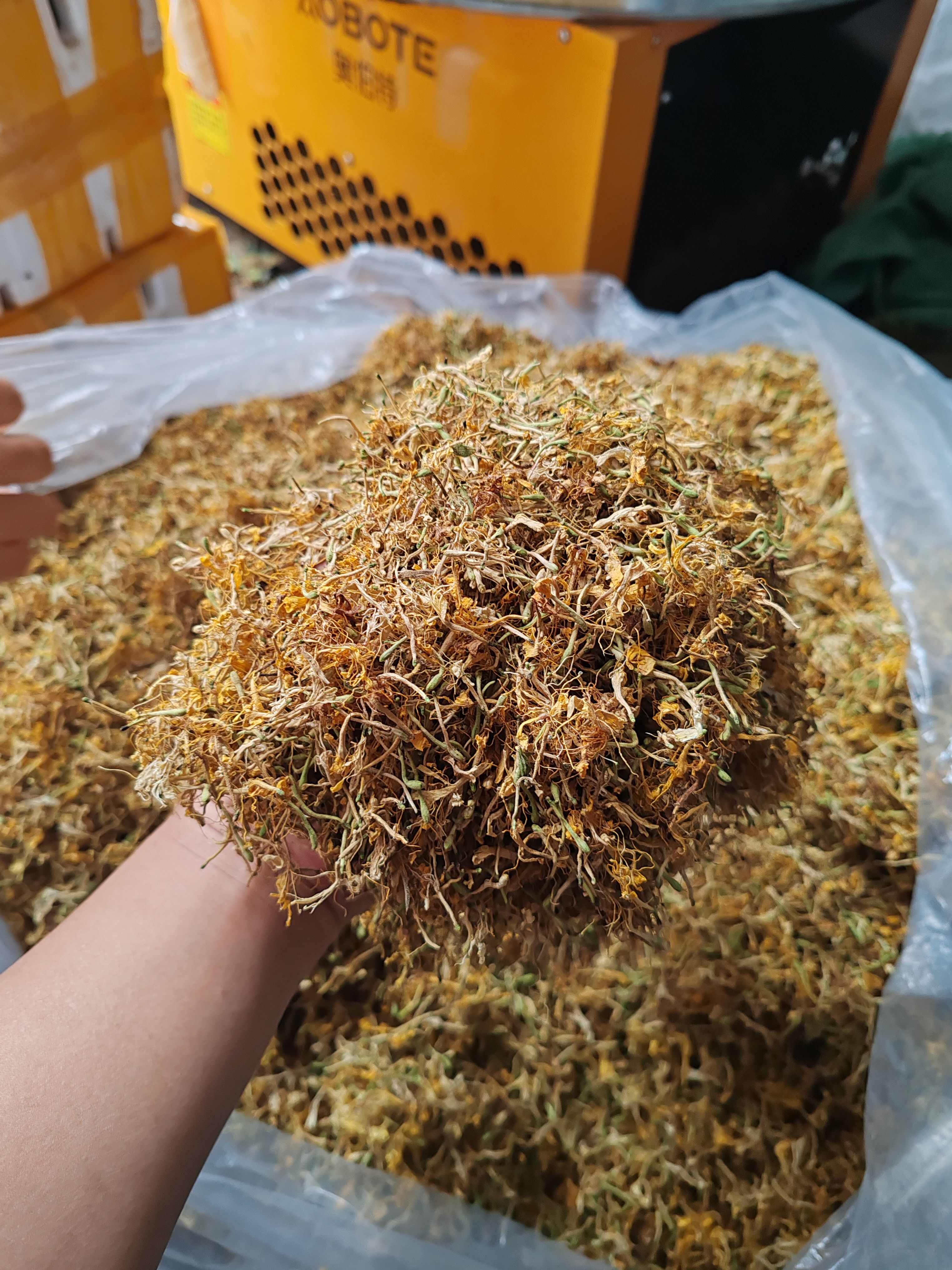 金银花纯花，颜色漂亮，花香扑鼻