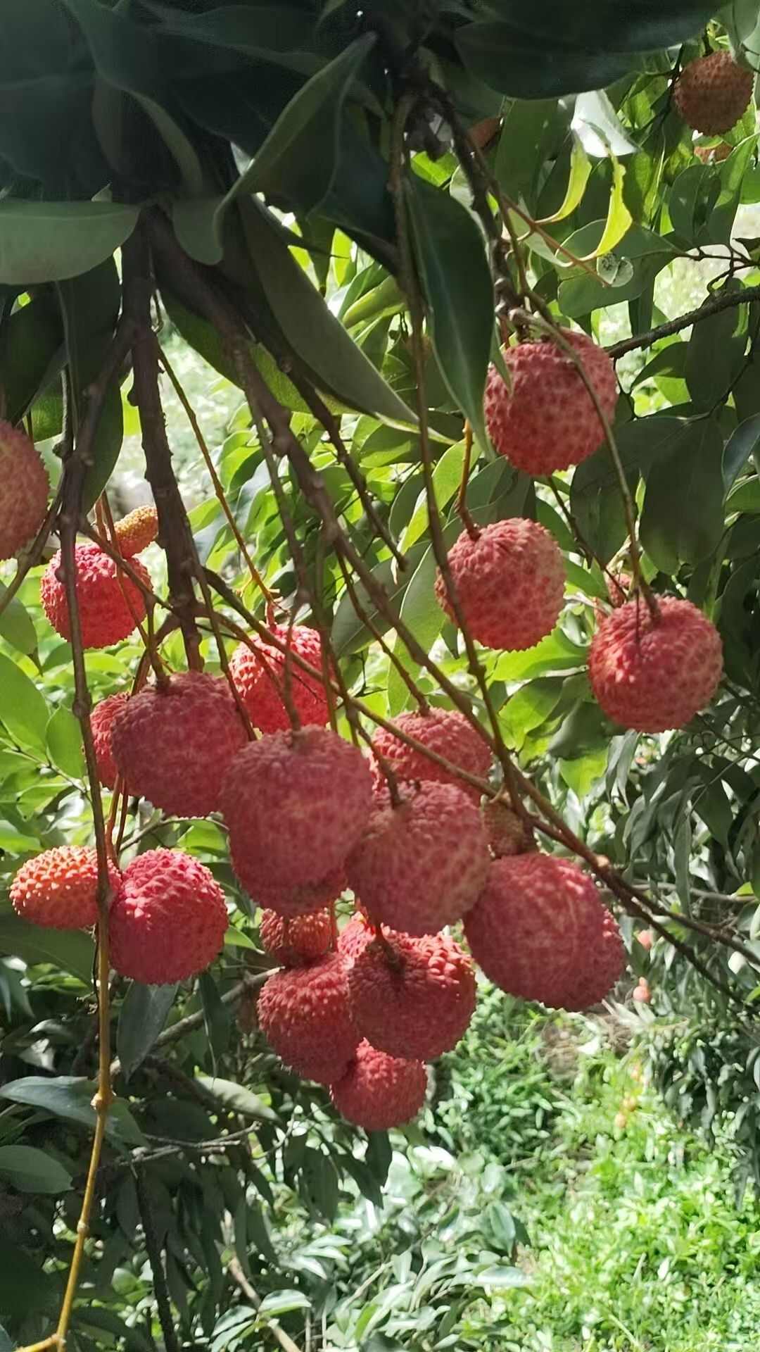 镇隆糯米糍荔枝，冷链直发