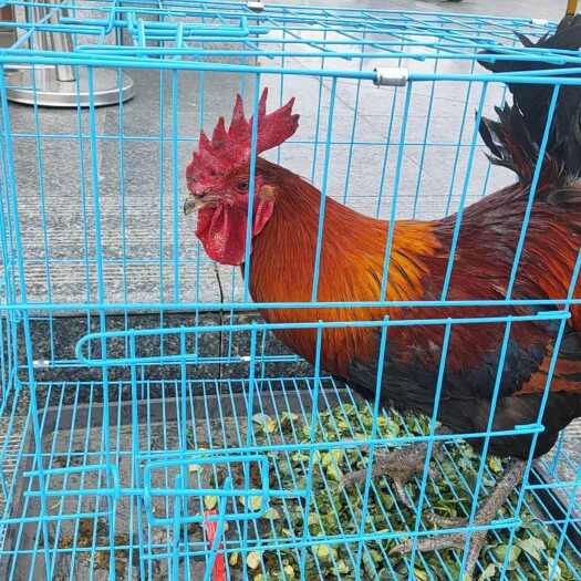 新泰市山东新泰土鸡 禽畜肉蛋活禽优质生鲜