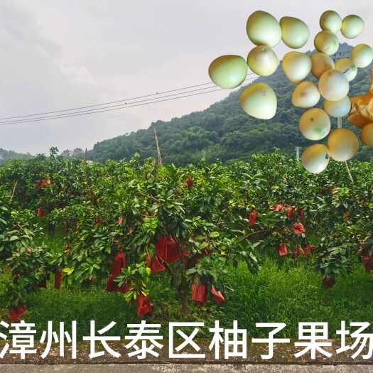 漳州自家果园10000 斤柚子批发