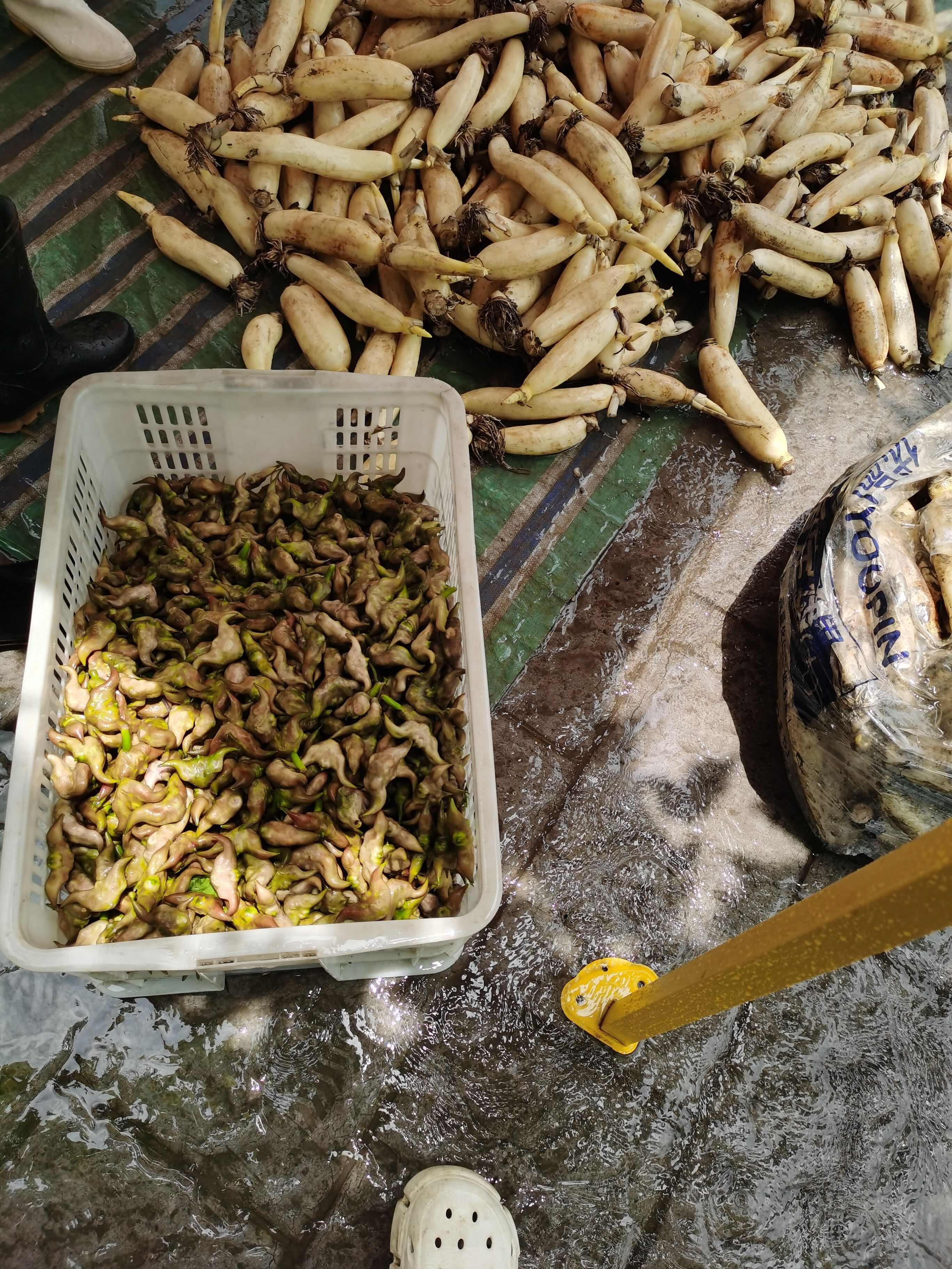 湖北嫩菱角，可以直接掰开当水果吃。