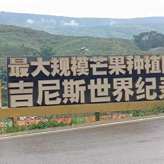 贵妃  凯特 热农 红象牙 圣心 耶香 金黄  青芒