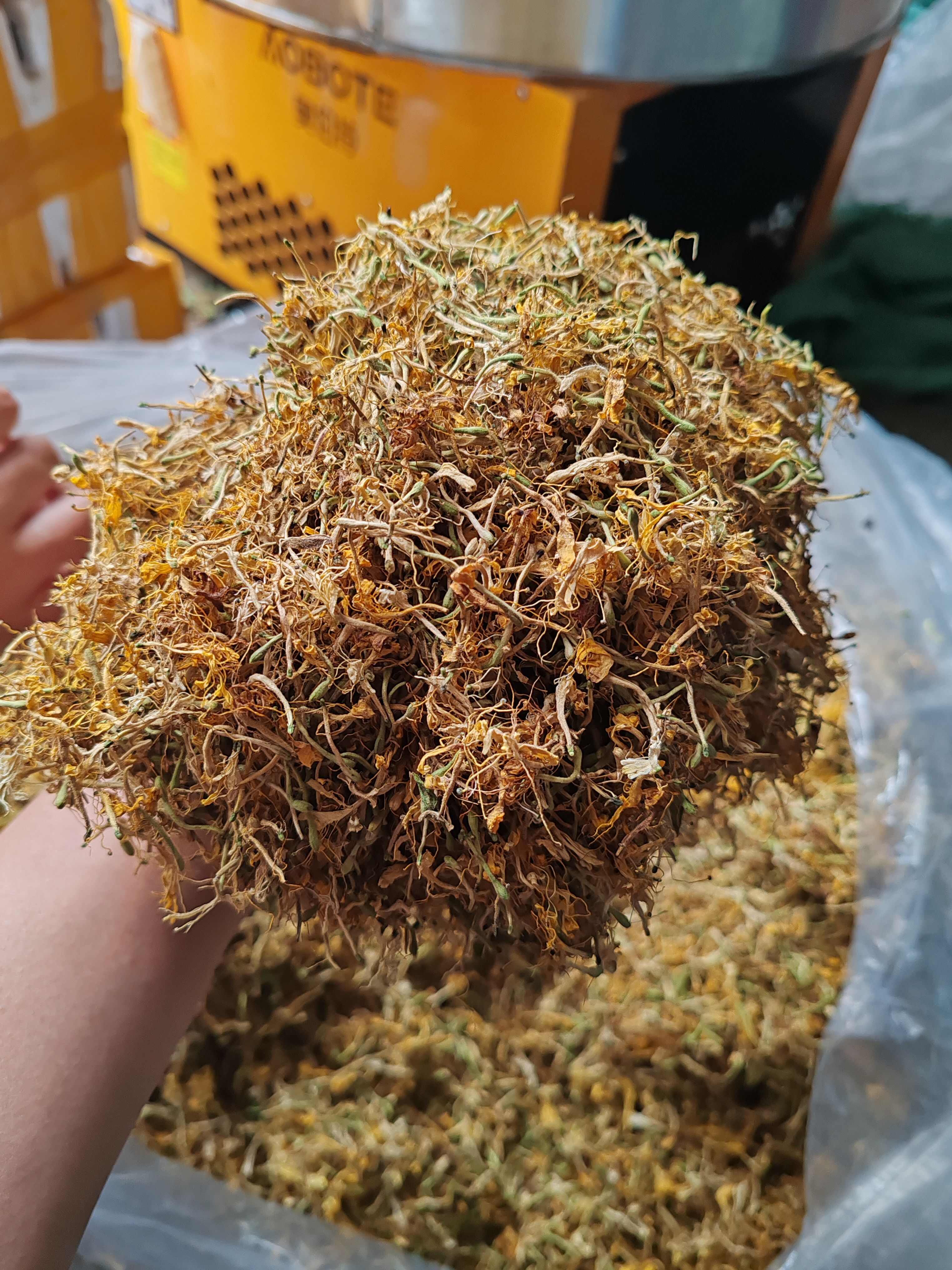金银花纯花，颜色漂亮，花香扑鼻