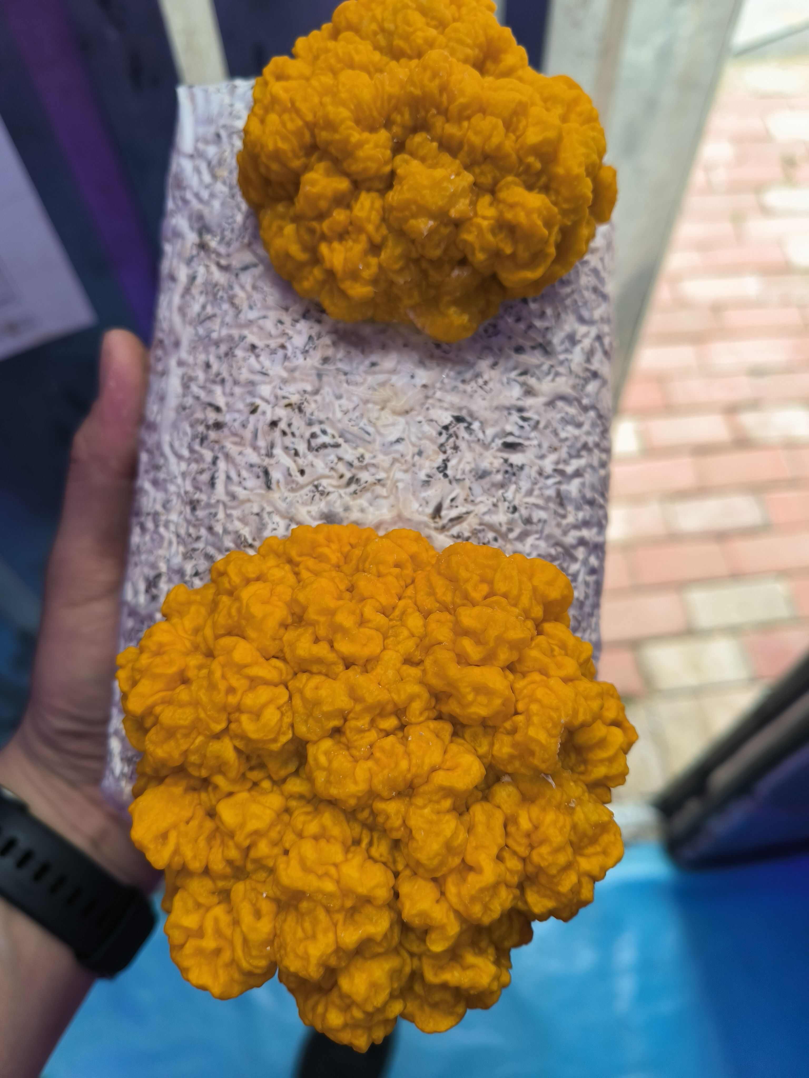 新鲜金耳菌