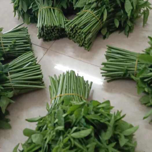 横州市广西南宁横州新鲜树仔菜蔬菜特菜野菜农产品直供