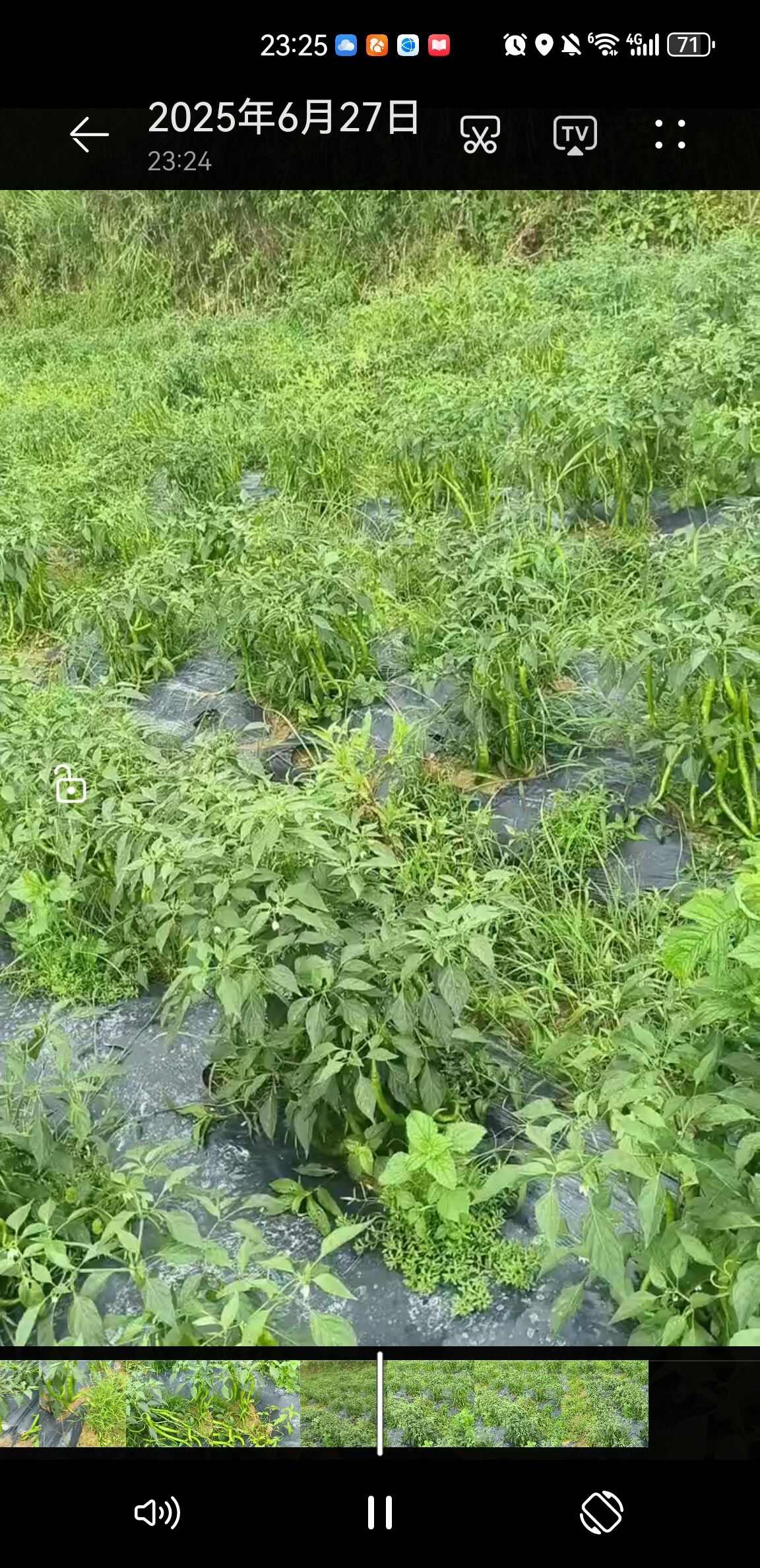 贵州施秉二荆条辣椒 新鲜蔬菜茄果类 农家自种