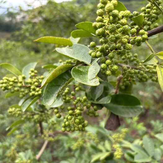 永善县2025新花椒上市云南青花椒昭通青椒青麻椒青花椒香麻椒