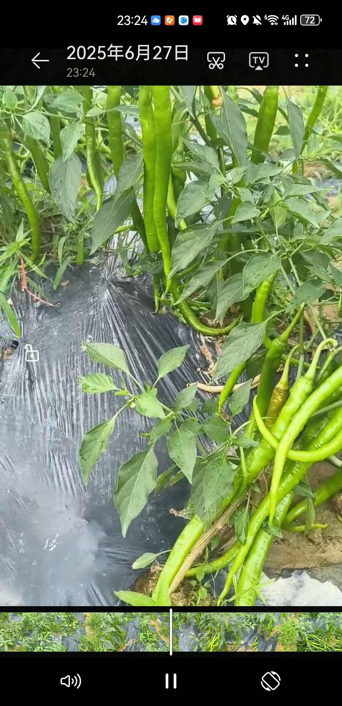 贵州施秉二荆条辣椒 新鲜蔬菜茄果类 农家自种