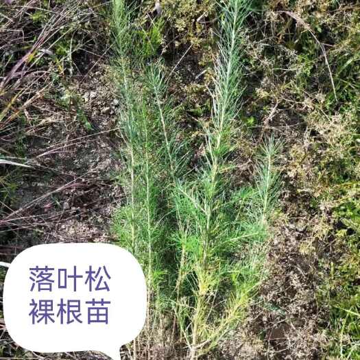 柳河县落叶松