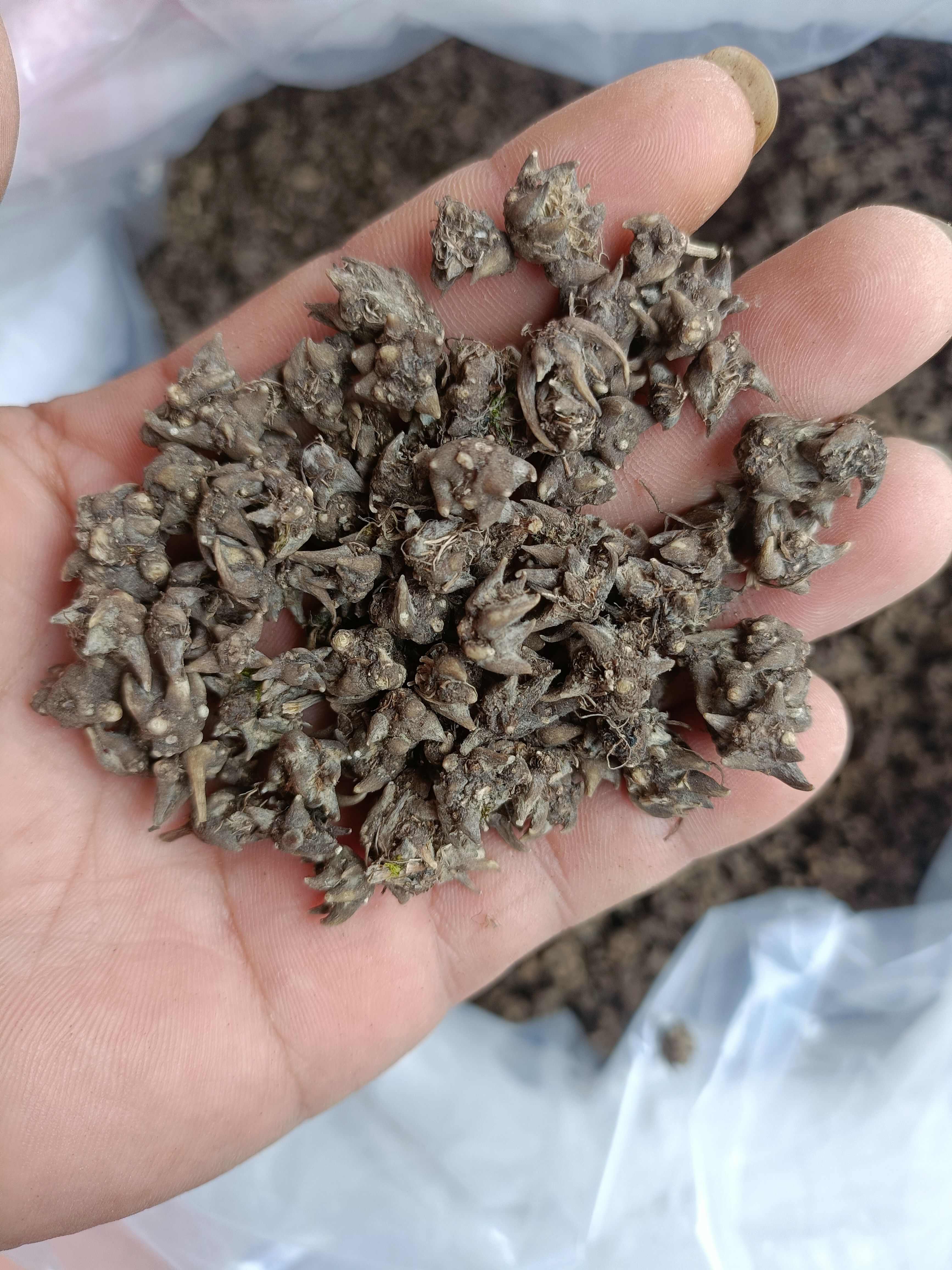 猫爪草  精品尖爪，大山自然生长