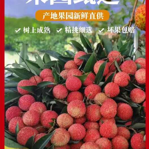 桂平市荔枝