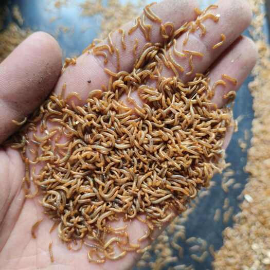 巨野县黄粉虫大小虫各个规格大量有货 干品 虫沙 需要直接联系
