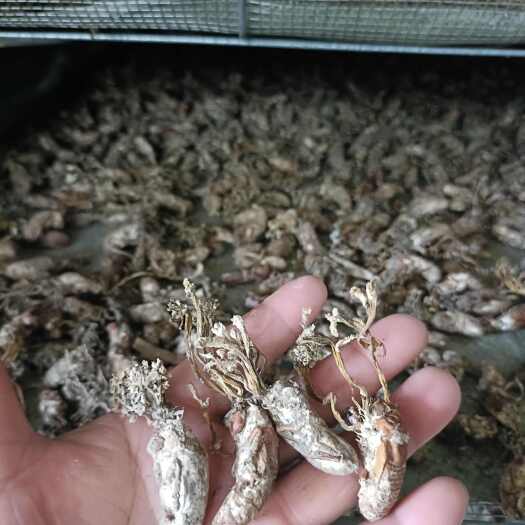 金寨县金蝉花，高品质竹花。严格筛选，品质无忧，支持一件代发（包邮）