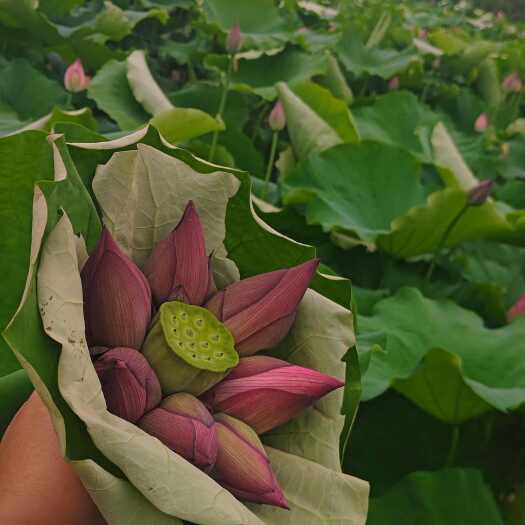 芜湖荷花