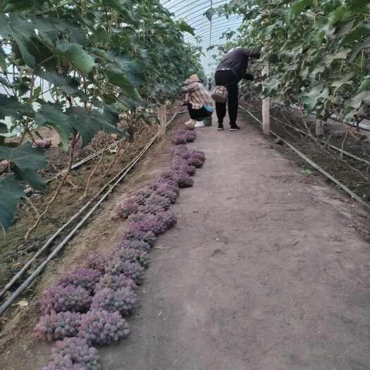 开鲁县冷棚茉莉香葡萄