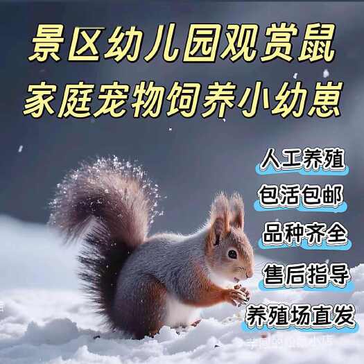 魔王金花松雪地鼠黄山鼠红腹鼠观赏园幼儿园观赏