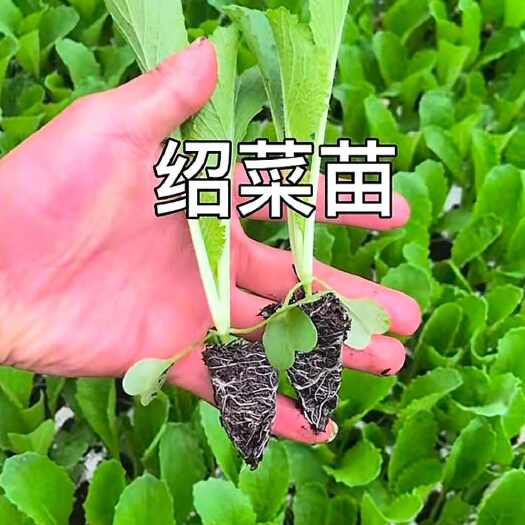 通海县精品绍菜苗
