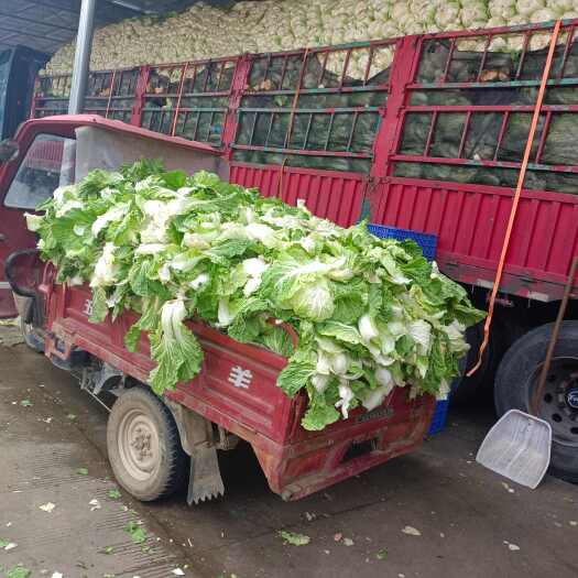 贺州每天供应新鲜菜叶