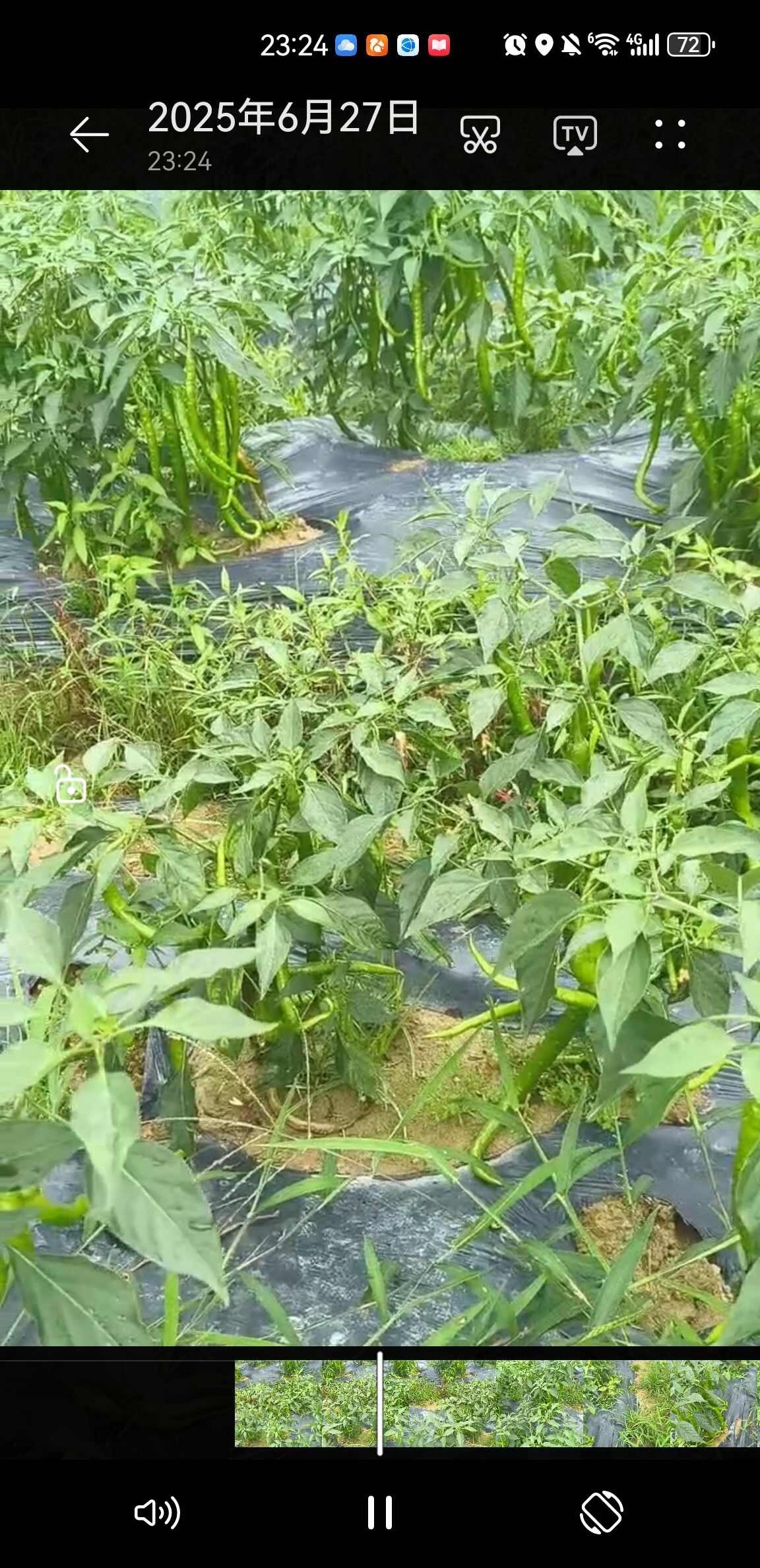 贵州施秉二荆条辣椒 新鲜蔬菜茄果类 农家自种