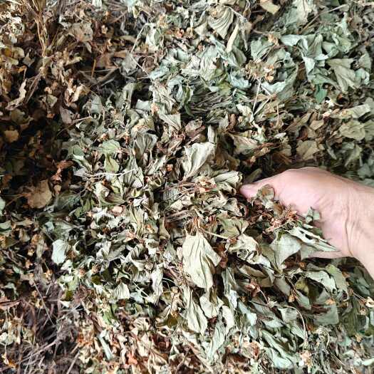 独山县鱼腥草