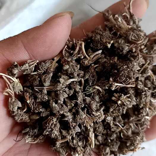 猫爪草，带毛头尖爪猫爪草，自然生长