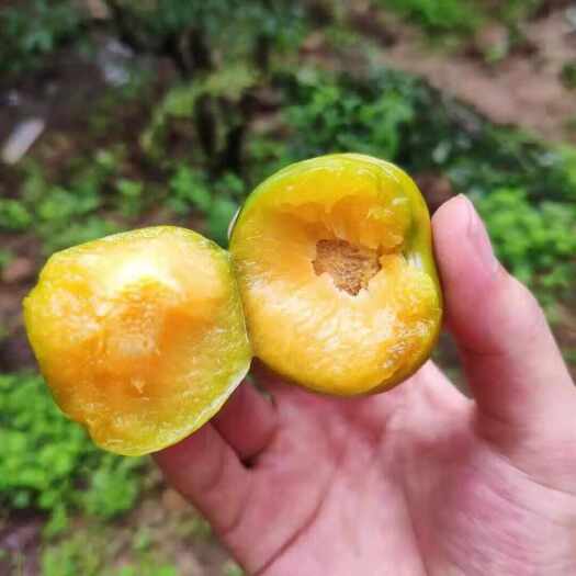 洪江市蜂糖李果