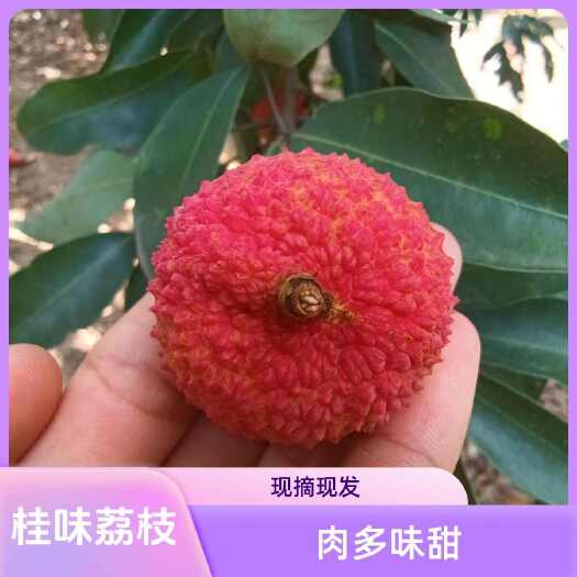 灵山县【灵山桂味】精品大果电商果一件代发小核率90%自家果园