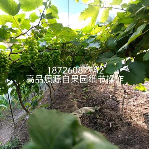 望江本地农家巨峰葡萄，夏黑，阳光玫瑰，黄香蕉全国发货