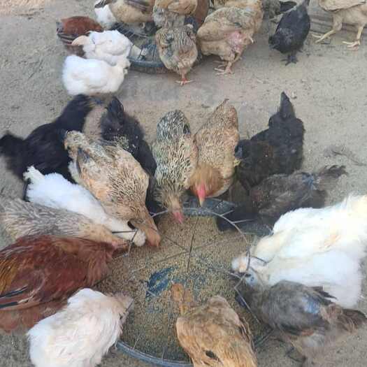 南宁广西南宁良庆区鲜活土鸡养殖场直供优质土鸡保真粮食喂养，