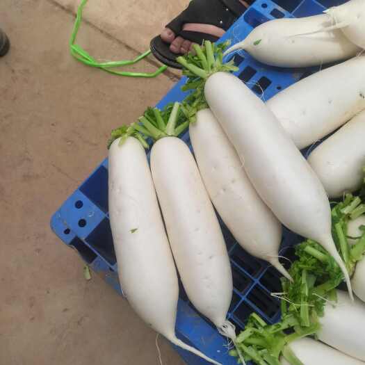 威宁县贵州高山精品白萝卜