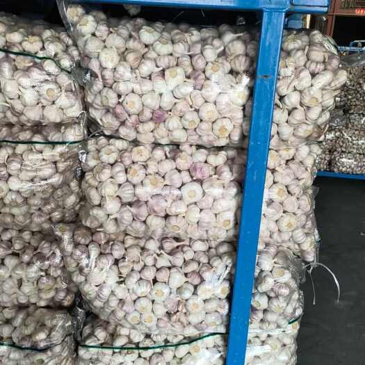 邳州市邳州精品大蒜，诚信经营，长年代发全国各大市场，