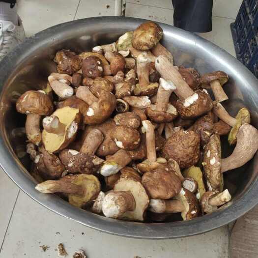 云龙县鸡枞菌