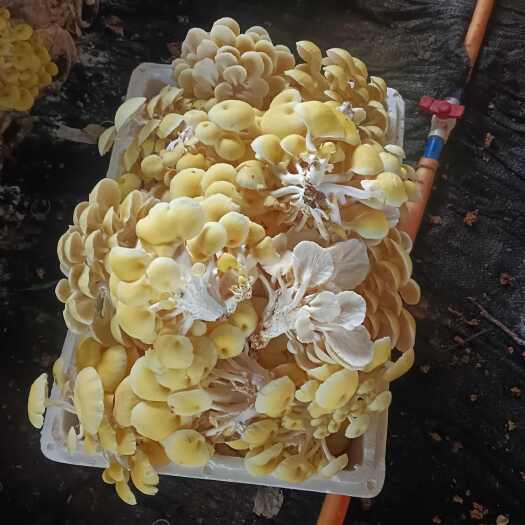 禄丰市精品鸡油菌
