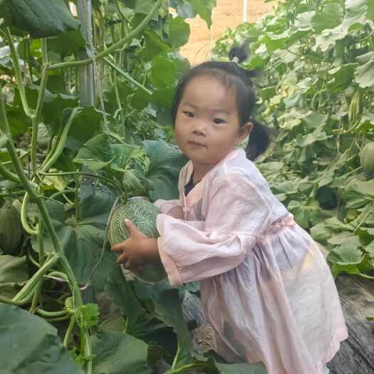 乐陵市哈密瓜网纹瓜，新鲜采摘，脆甜可口产地直发
