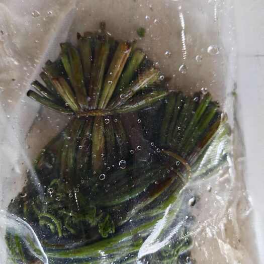 围场县腌制蕨菜