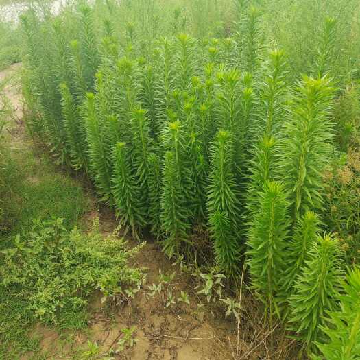 临清市小蓬草