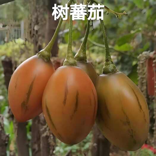 东莞市精品树番茄