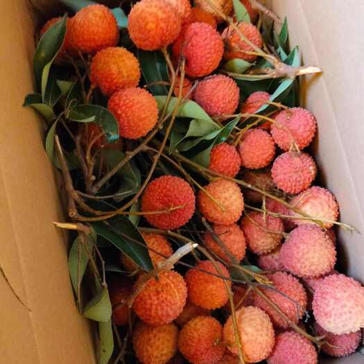 桂平市桂味荔枝