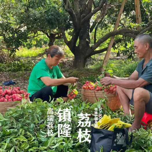 惠州产地直发！镇隆糯米糍荔枝 爆汁蜜甜 肉厚核小