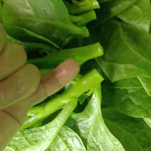 木耳菜